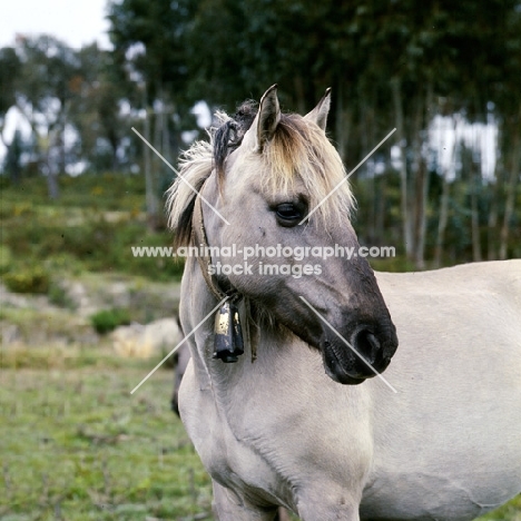 sorraia pony mare with bell on her collar in portugal