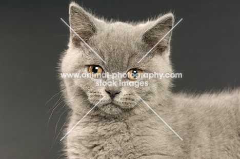 british shorthaired kitten looking at camera, dark grey background