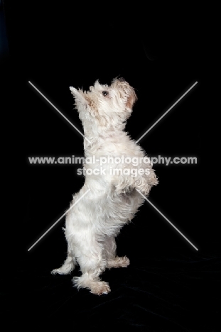 West Highland White Terrier standing up