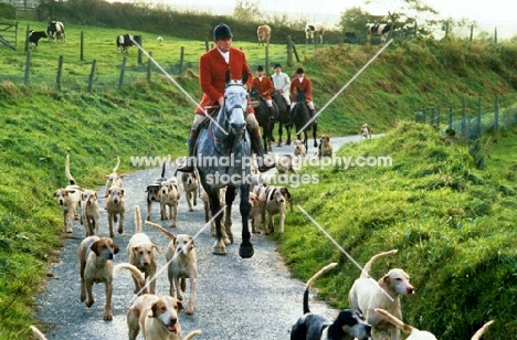 exmoor foxhounds with huntsman and riders on country road