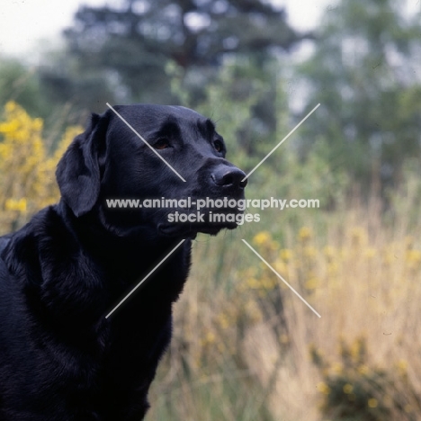 labrador head study