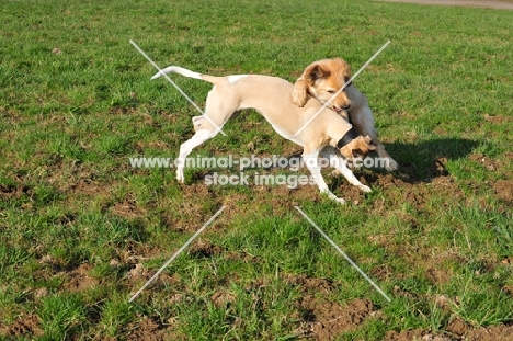 Whippet and Hovawart puppy at play