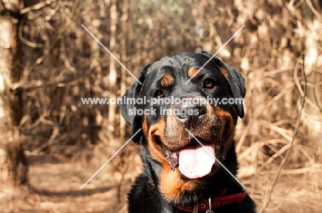 Rottweiler in the woods looking at camera with goofy and happy expression
