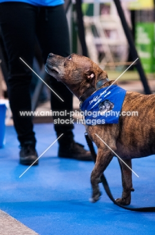 Rescue Staffordshire Bull Terrier dog performing basic tricks