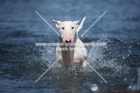 white bull terrier running in water