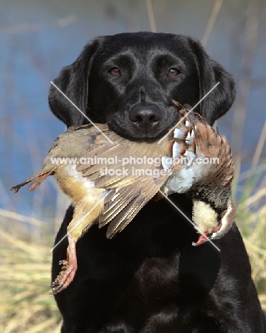 Labrador with retrieved bird