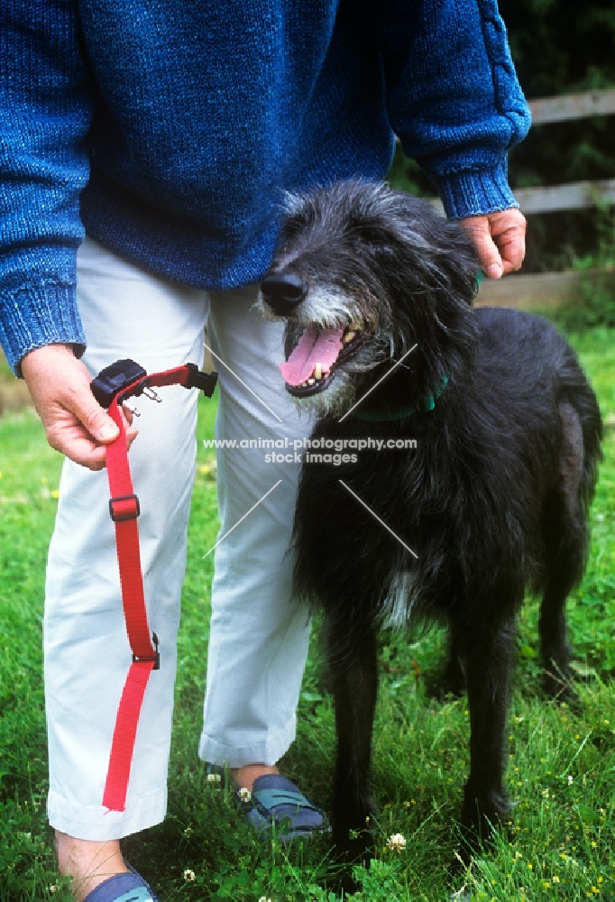 freedom fencing collar and lurcher