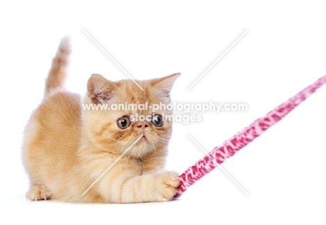 Exotic ginger kitten isolated on a white background playing