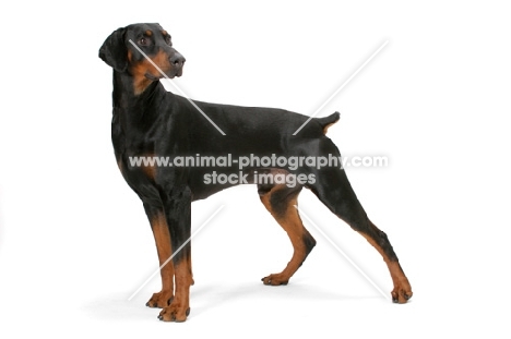 Australian Champion Dobermann