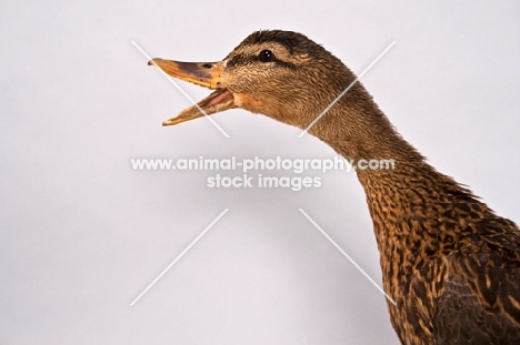 quacking Mallard Duck hen