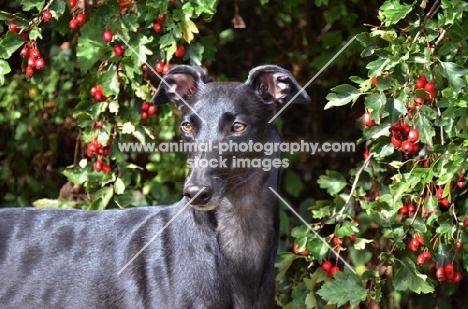greyhound photographed against red hawthorn berries, all photographer's profit from this image go to greyhound charities and rescue organisations