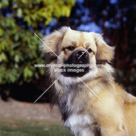 tibetan spaniel portrait, background blurred