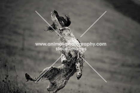 English Springer Spaniel jumping, all legs in air