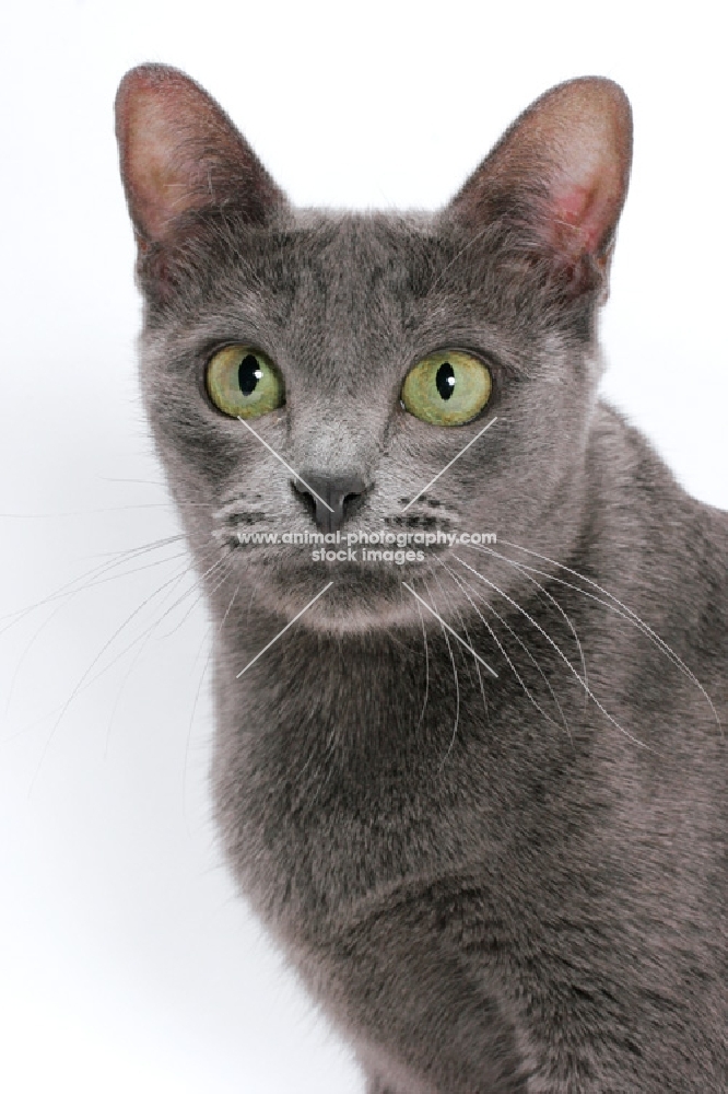 female Korat cat on white background, portrait