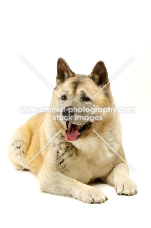 Large Akita dog lying isolated on a white background