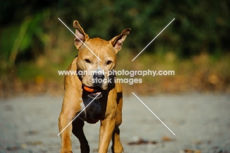 American Pit Bull Terrier