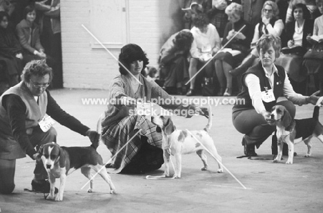 indoor dog show