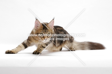 Maine Coon, getting up, brown classic tabby 