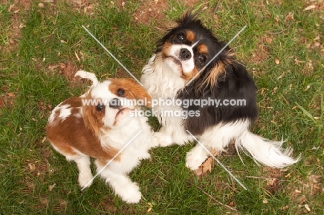 two Cavalier King Charles Spaniel looking up at camera