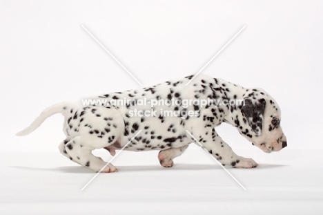 Dalmatian puppy walking