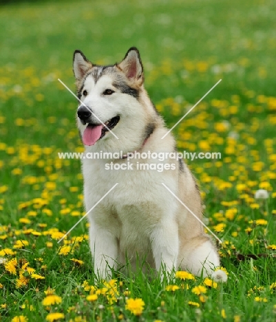 Alaskan Malamute sitting in flowery field