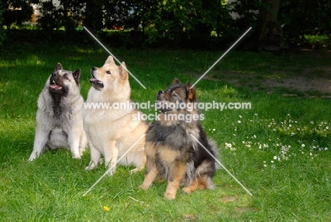 three Chinese Foo dogs