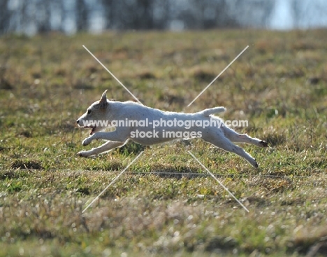 white dog running in countryside