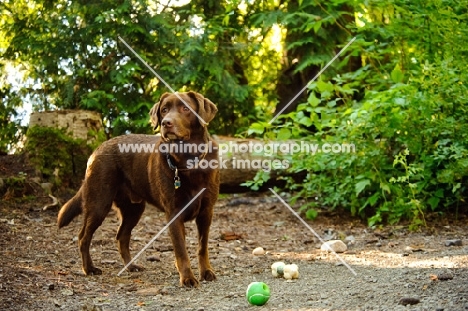 chocolate Labrador near green ball