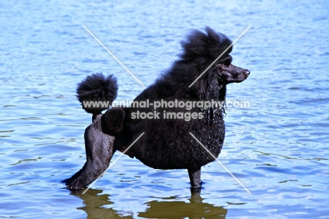 ch montravia tommy gun, standard poodle, bis crufts, standing in water