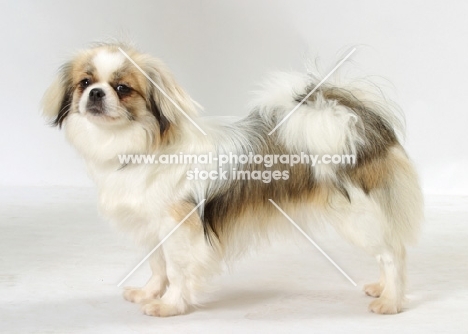 Parti Colour Tibetan Spaniel