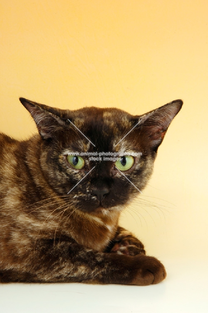 tortie burmese portrait