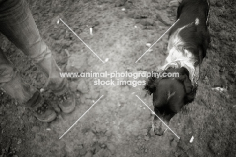 black and white English Setter standing in a field near owner, top view