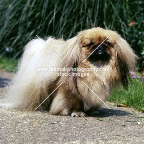 pekingese looking at camera