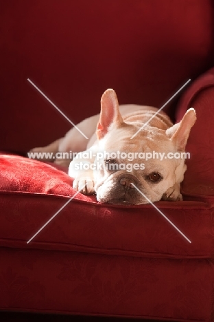 French Bulldog on couch