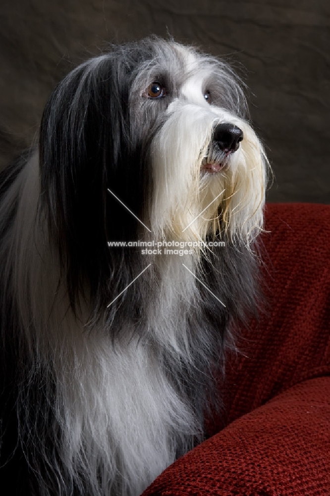 blue bearded collie on red couch