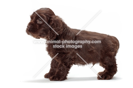 chocolate American Cocker Spaniel puppy on white background, side view