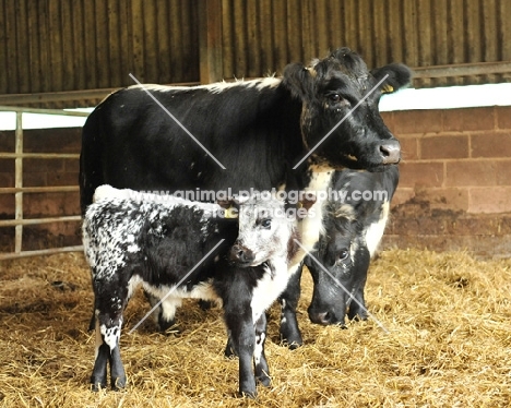 Speckle Park cow and calf