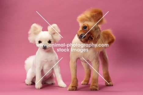 two cute Pomeranians looking at camera