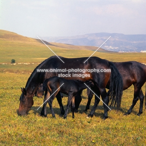 Kabardines, mares with foal suckling in Caucasus mountains