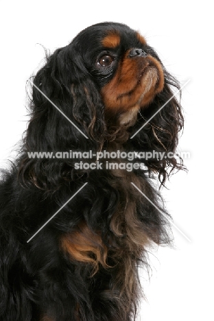 black and tan Champion King Charles Spaniel