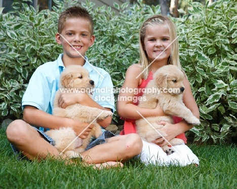 two golden retriever puppies with boy and girl