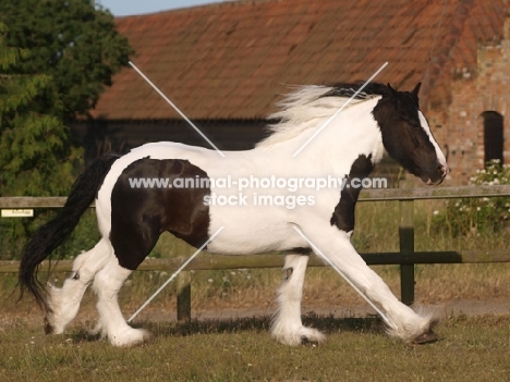 Piebald horse in motion