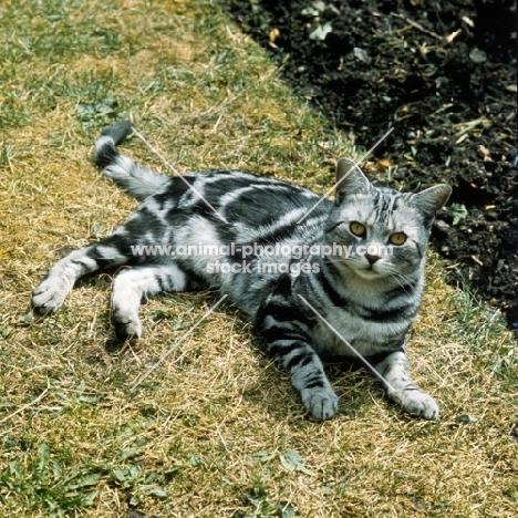 champion lowenhaus fingal, silver tabby cat 