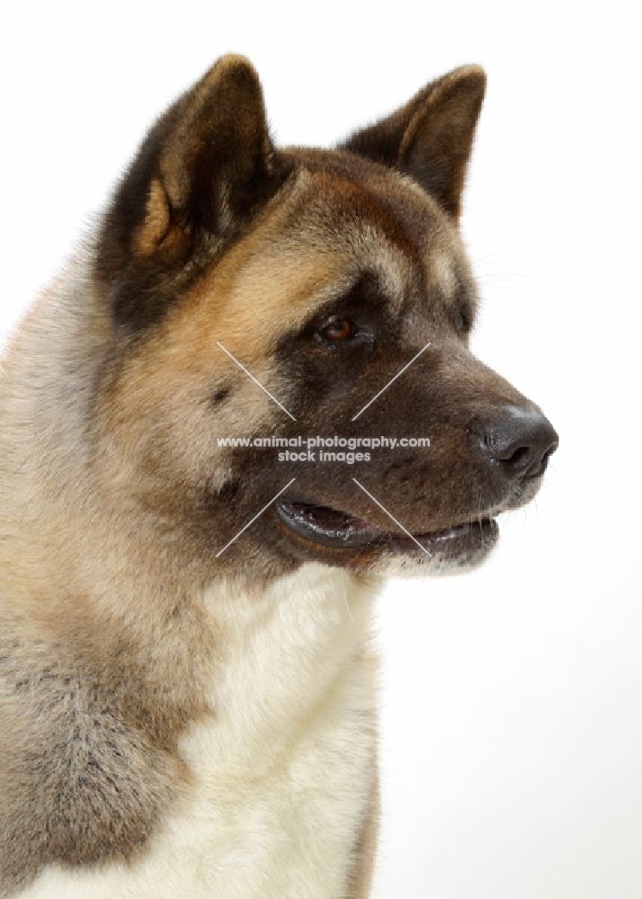 Australian Champion Akita on white background looking ahead, portrait