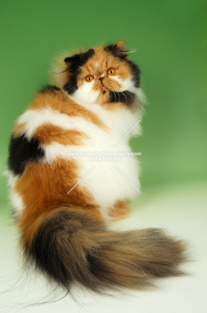 tortie and white persian cat, back view