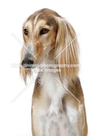 Asutralian Champion Saluki