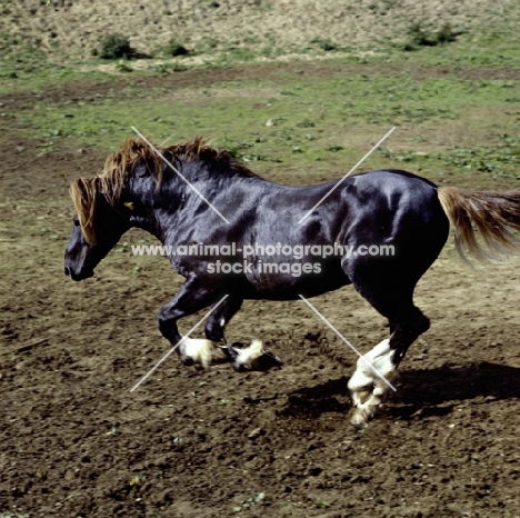 welsh cob sec d stallion cantering