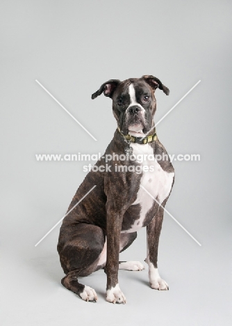 Studio image of brindle Boxer on gray background.