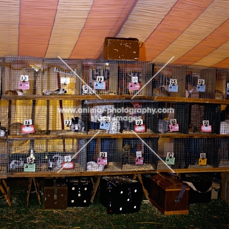 various breeds of rabbit at show