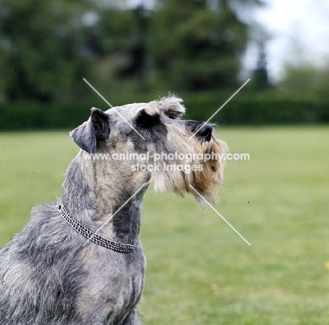 alert standard schnauzer